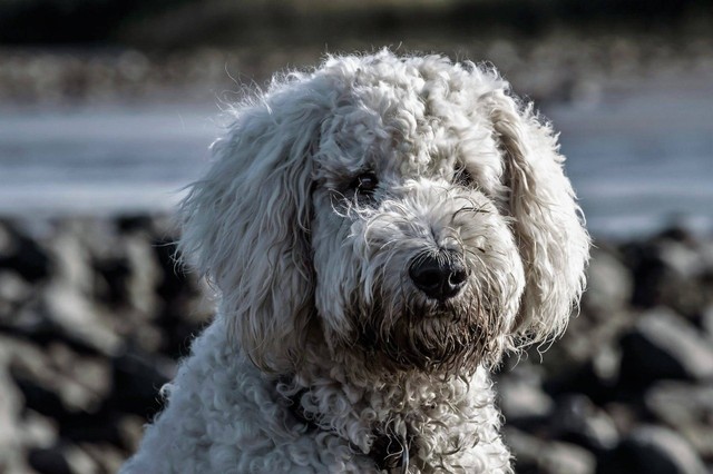 Merawat Anak Anjing Poodle 2 Bulan: Panduan Alami dan Komprehensif