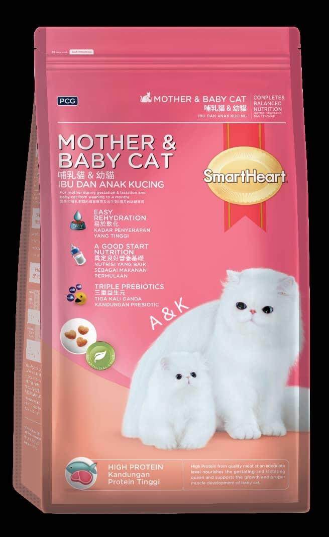 Ragam Pilihan Makanan Kucing Selain Dry Food: Panduan Lengkap