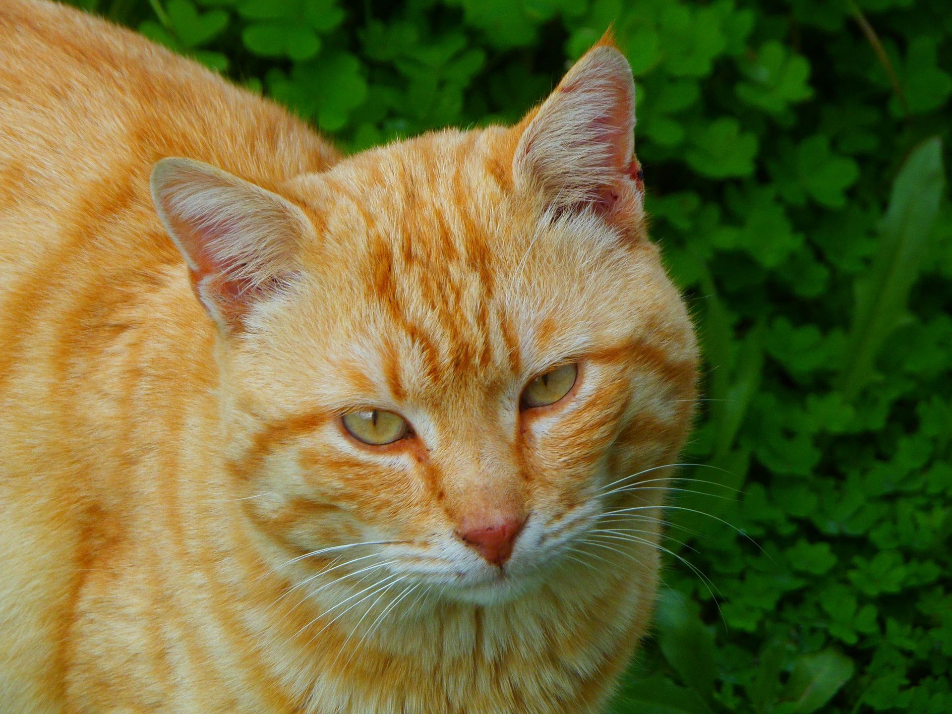 Makanan Kucing Warna Oren Alami: Kesehatan dan Nutrisi Optimal