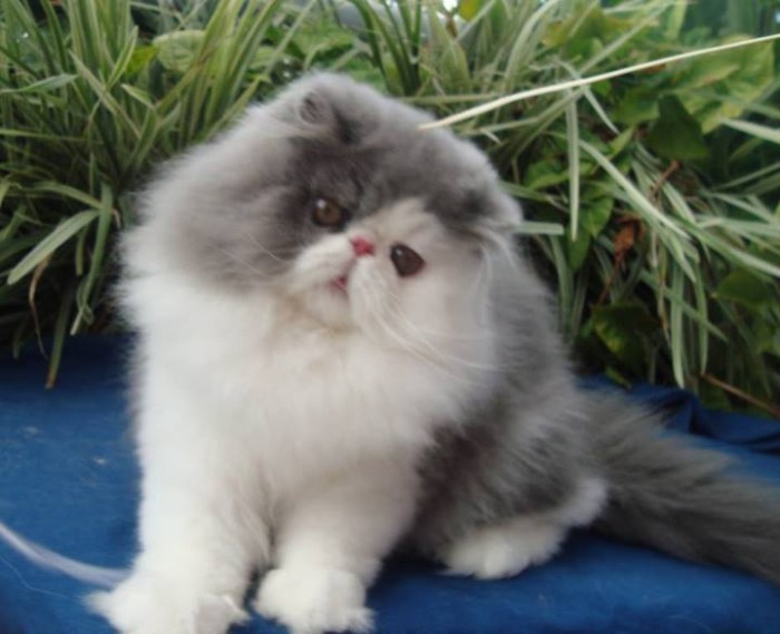 Panduan Pemberian Makanan Anak Kucing Persia Umur 3 Bulan
