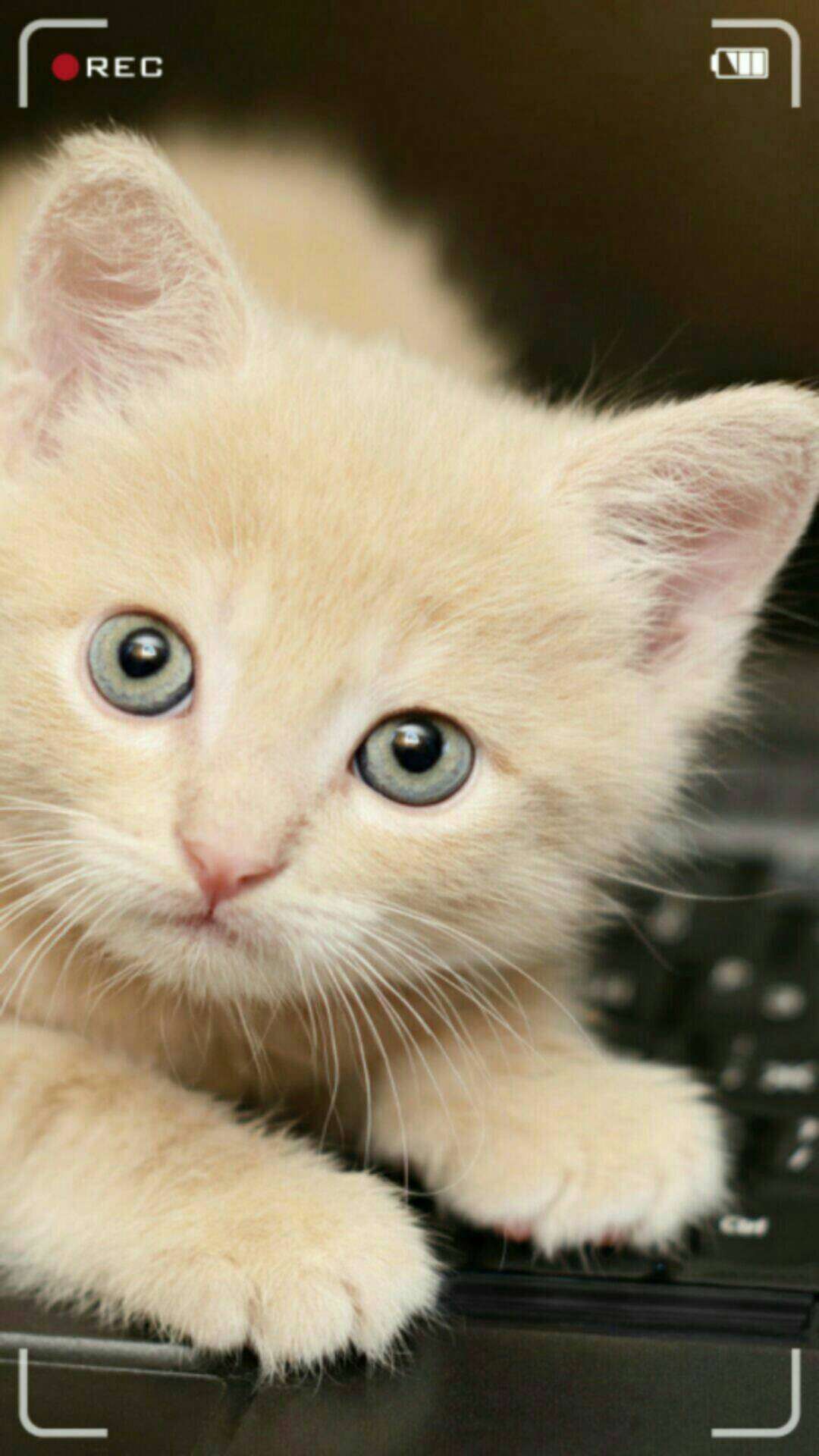 Makanan Kucing Warna Ungu: Fakta dan Manfaatnya