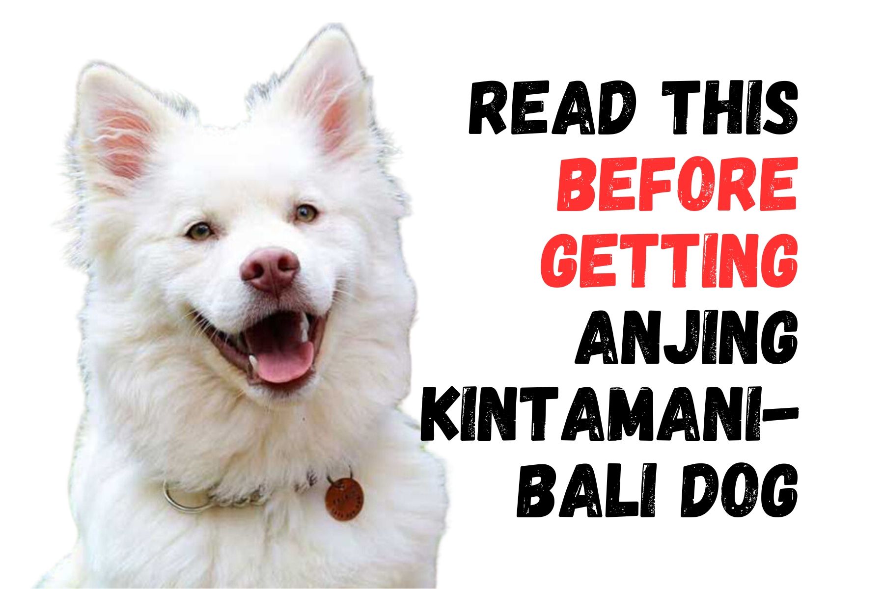 Makanan Anjing Kintamani: Kesehatan dan Nutrisi Alami untuk Anjing Kesayangan Anda