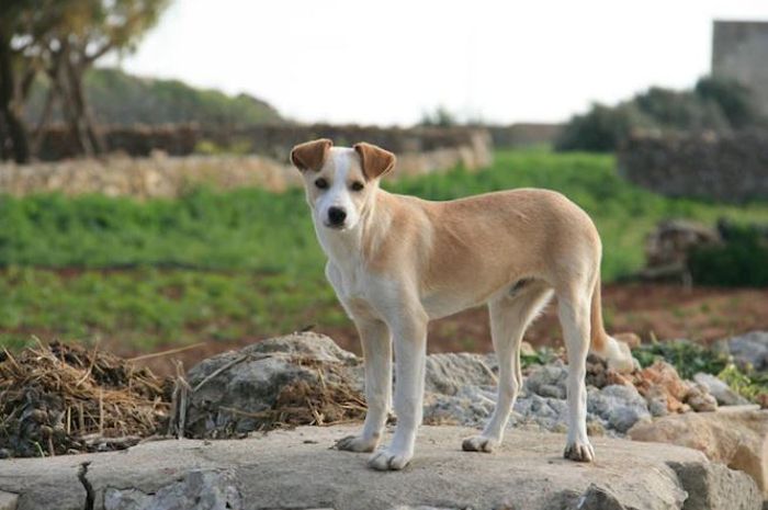 Perawatan Anjing Kampung: Kembali ke Alam untuk Kesehatan Optimal