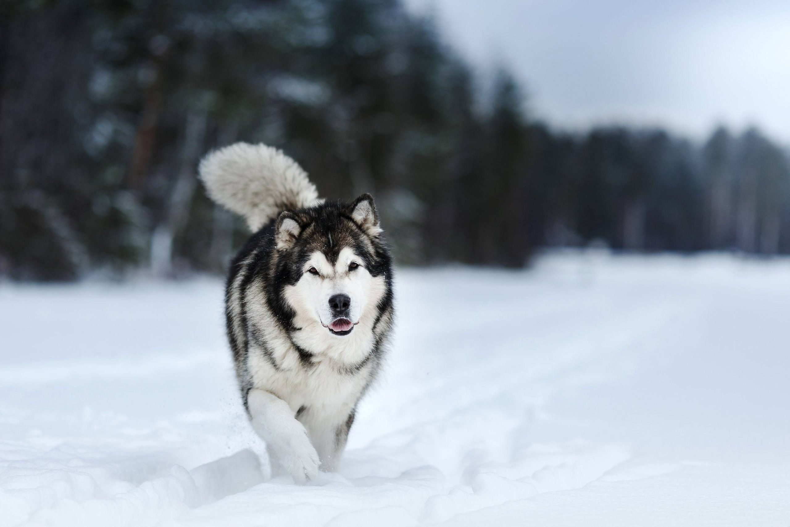 Memilih Makanan Anjing Malamute Alami Terbaik: Panduan Lengkap