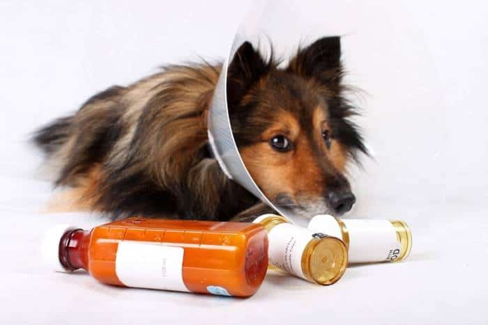Mimpi Merawat Anjing Sakit: Perspektif Alami untuk Kesehatan Holistik