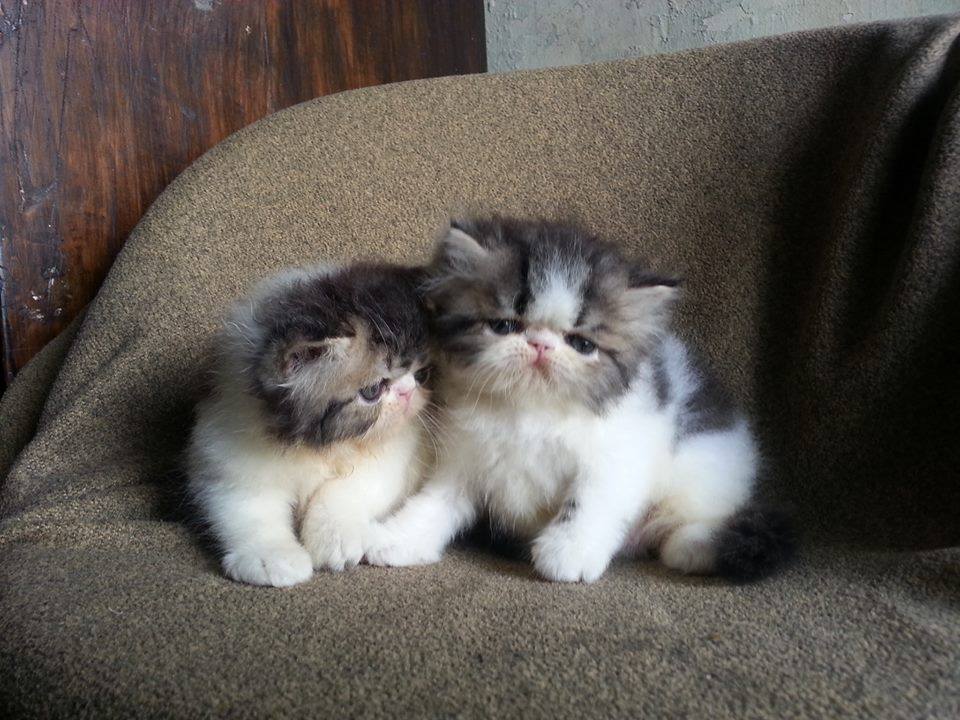 Panduan Lengkap Makanan untuk Bayi Kucing yang Baru Lahir: Alami dan Optimal