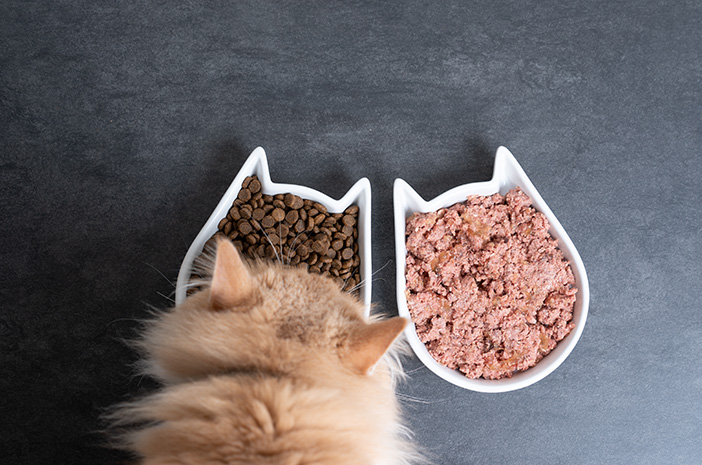 Memilih Makanan Kucing Terbaik: Panduan Makanan Kucing Basah dan Kering