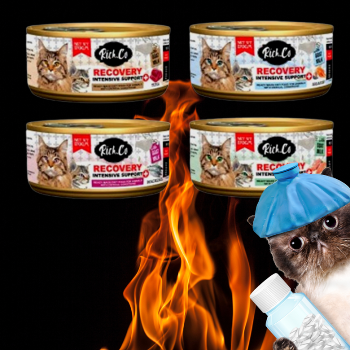 Pemulihan Kesehatan Kucing dengan Makanan Kucing Recovery Alami