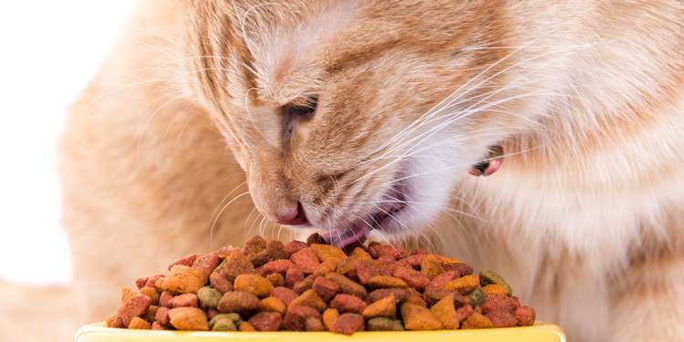 Makanan Anak Kucing Kampung: Nutrisi Alami untuk Pertumbuhan Optimal