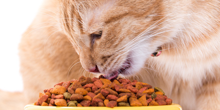 Makanan Kucing Kampung: Pilihan Alami untuk Kesehatan Optimal