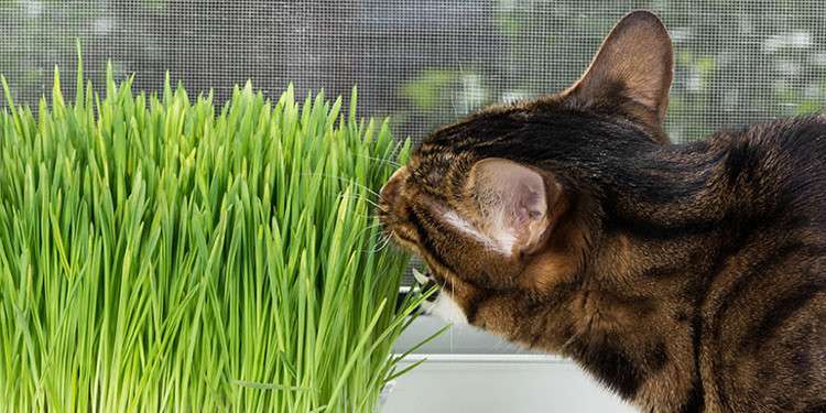 Mengatasi Makanan Kucing Mencret Dewasa Secara Alami