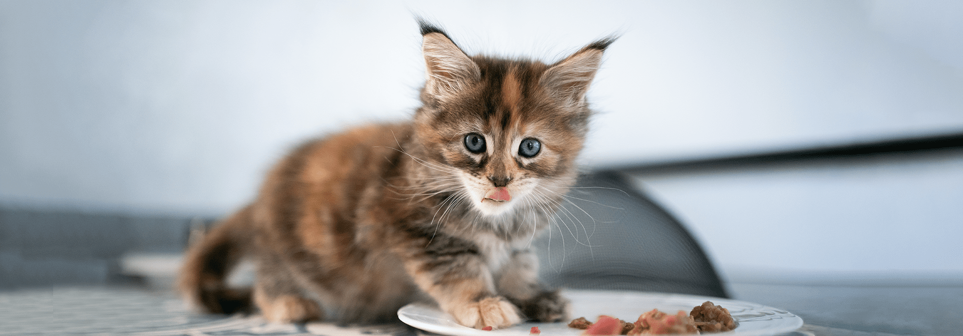 Memilih Makanan Anak Kucing Terbaik: Lebih dari Sekadar Whiskas