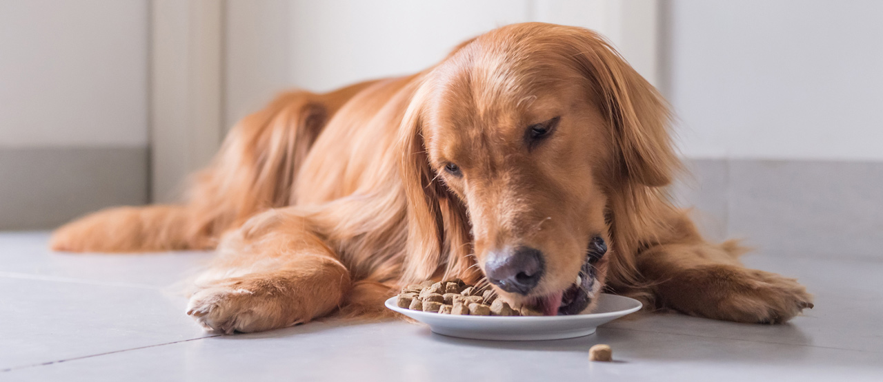 Makanan Anjing Rumahan Alami: Nutrisi Sehat dari Dapur Anda