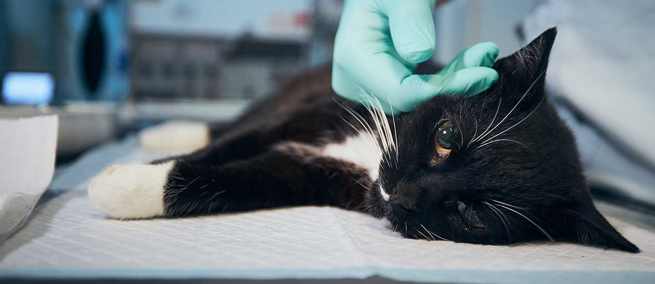 Makanan Kucing Saat Sakit: Solusi Alami untuk Pemulihan Optimal