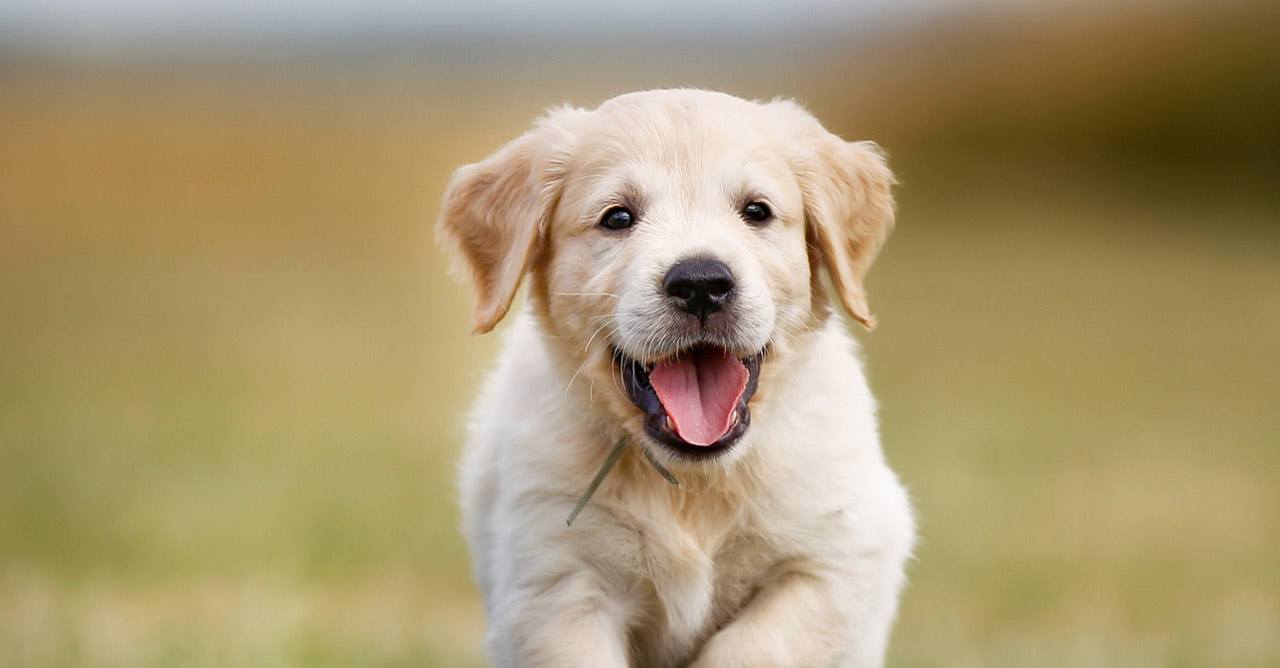 Merawat Bayi Anjing Tanpa Induk: Panduan Lengkap