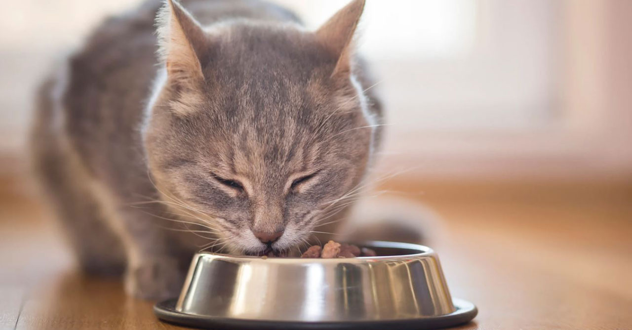 Memilih Makanan Kucing Terbaik Secara Alami untuk Kesehatan Optimal