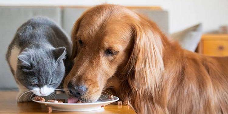 Bahaya dan Pertimbangan Memberikan Makanan Anjing untuk Kucing