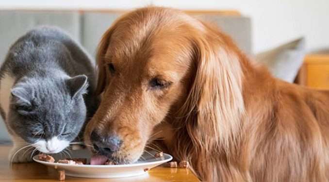Harga Makanan Kucing di Alfamart: Panduan Lengkap dan Terpercaya
