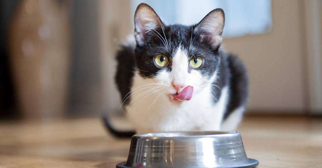 Memilih Makanan Kucing Kering Terbaik Secara Alami: Panduan Lengkap