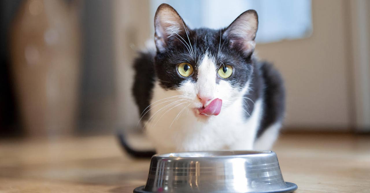 Panduan Memilih Makanan Kucing Basah Terbaik untuk Kesehatan Optimal