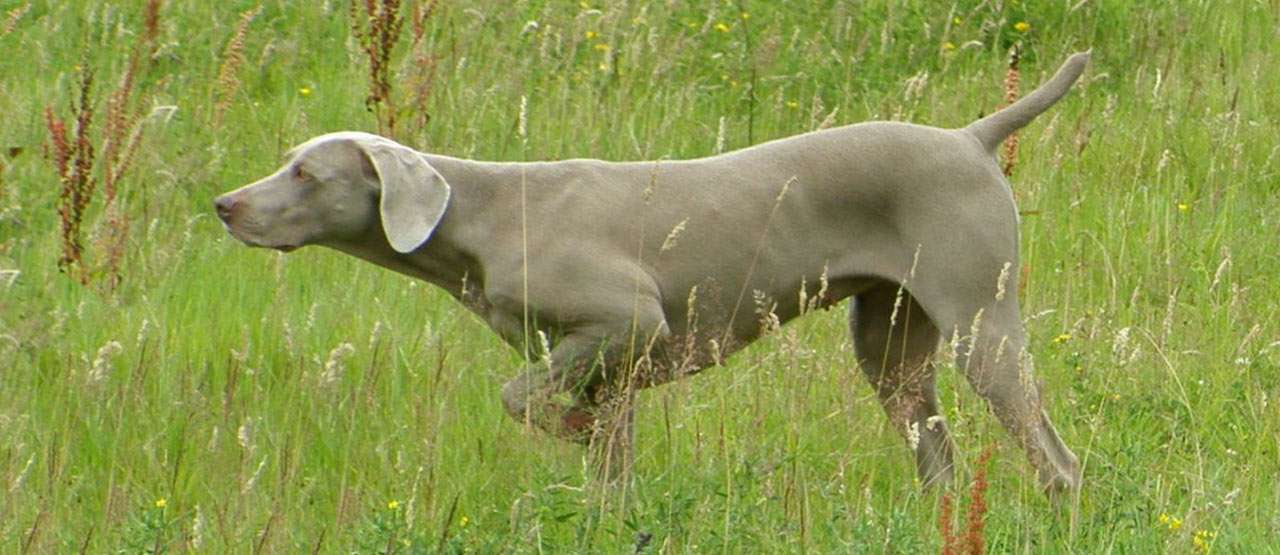 Panduan Lengkap Makanan Anjing Pemburu Alami untuk Performa Optimal