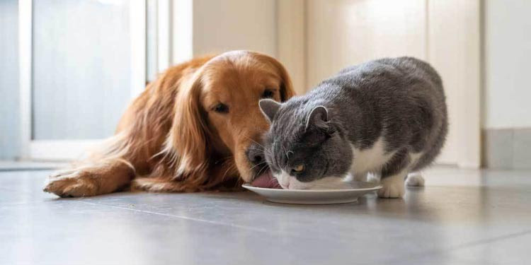 Memilih Makanan Kucing Dewasa Terbaik: Prioritaskan Alami dan Seimbang