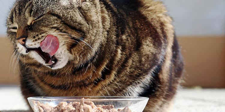 Makanan Kucing Rumahan Alami: Panduan Lengkap untuk Kesehatan Optimal