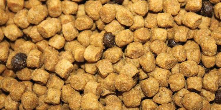 Membuat Makanan Kucing Anggora Sendiri: Alami dan Bergizi