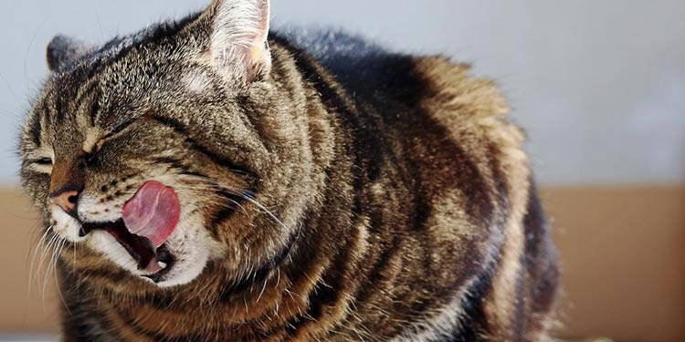 Makanan Kucing Anggora Buatan Sendiri: Solusi Alami untuk Kesehatan Optimal
