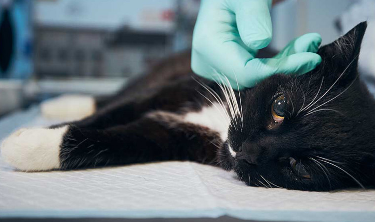 Makanan Cair Alami untuk Kucing Sakit: Solusi Nutrisi dan Pemulihan