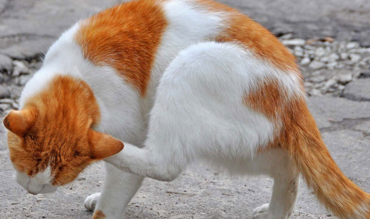 Makanan Kucing Jamuran: Menelaah Fenomena Alami dan Dampaknya