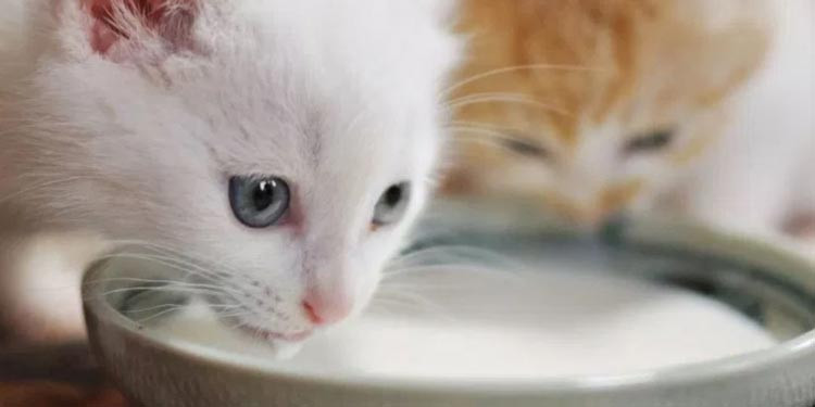 Alternatif Makanan Bayi Kucing Selain Susu: Panduan Lengkap