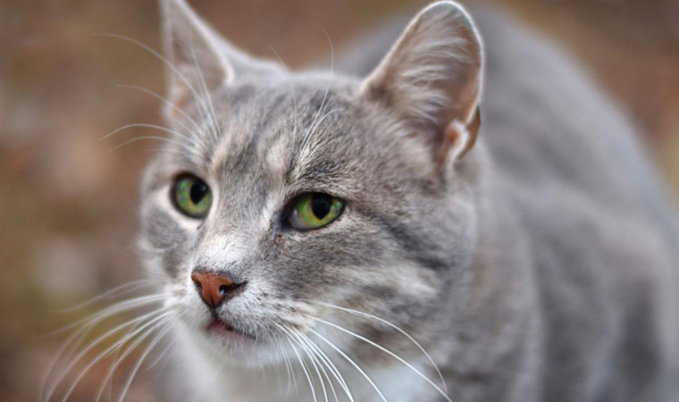 Makanan Kucing Hamil dan Menyusui: Panduan Alami untuk Kesehatan Optimal