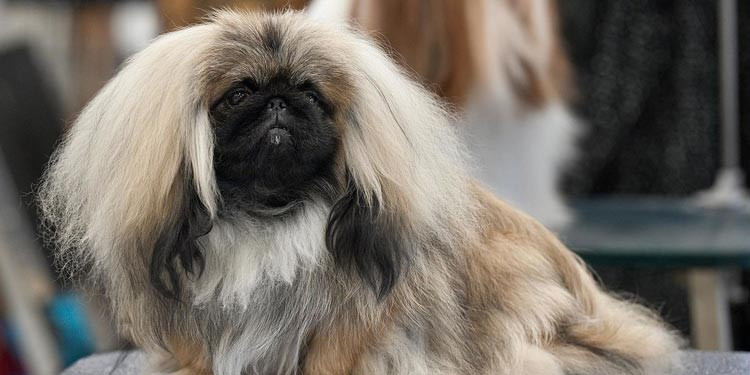 Makanan Anjing Murah Alami: Pilihan Tepat untuk Kesehatan dan Dompet
