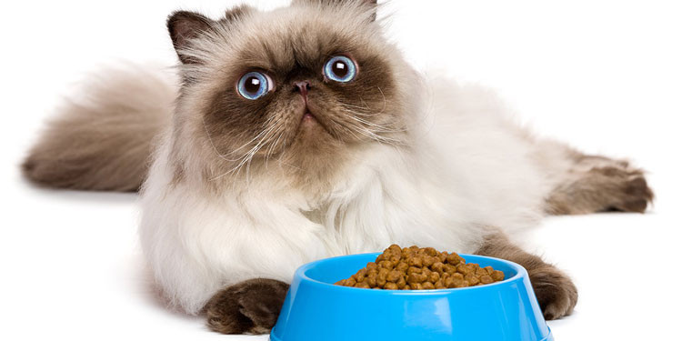 Makanan Alami untuk Kucing Persia: Kunci Kesehatan dan Bulu Indah