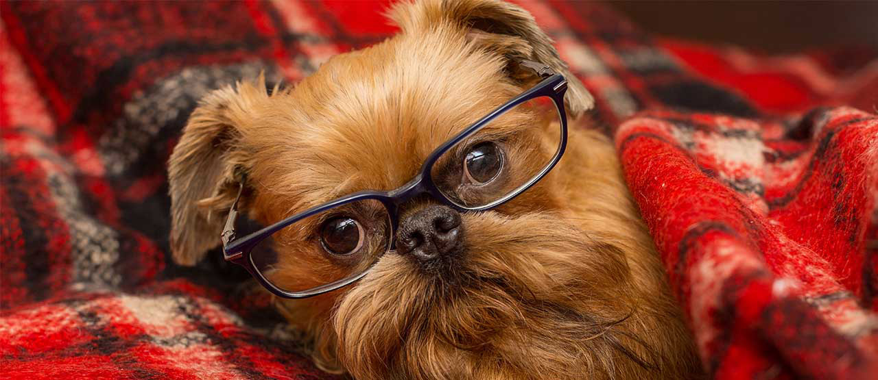 Makanan Murah dan Sehat untuk Anjing: Solusi Alami untuk Kesehatan Optimal