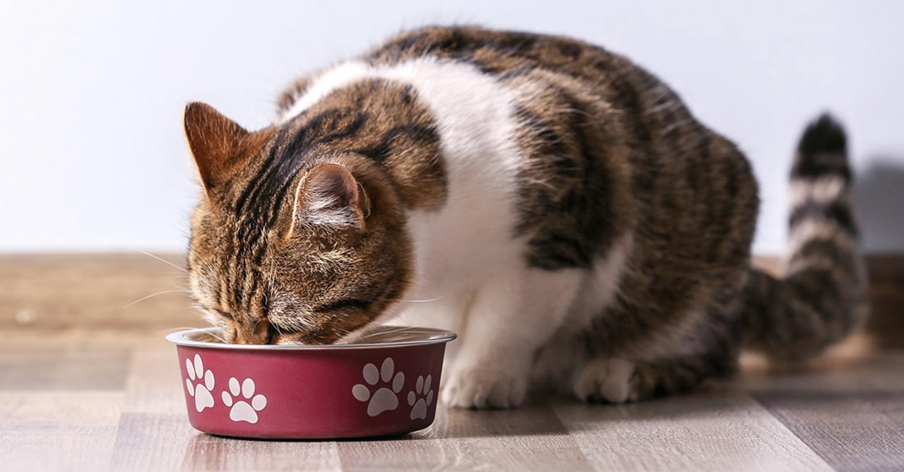 Membuat Makanan Kucing Anggora Sehat Alami di Rumah