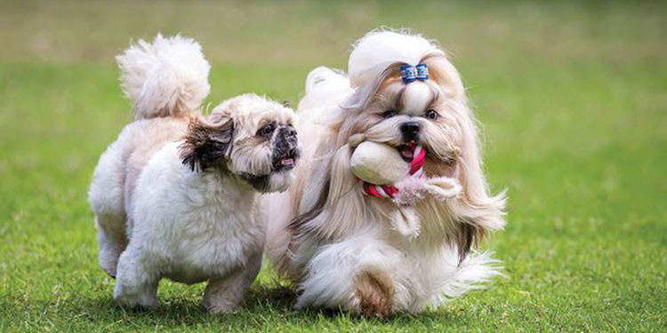 Cara Merawat Anjing Shih Tzu Secara Alami untuk Kesehatan Optimal