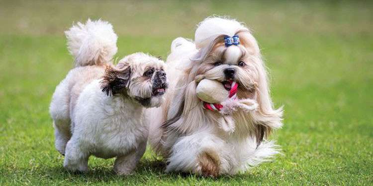 Merawat Bulu Anjing Shih Tzu: Alami, Merata, dan Berkilau