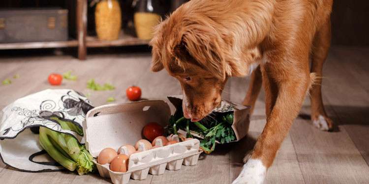 Makanan Alami untuk Anjing Senior: Menjaga Kesehatan di Usia Senja