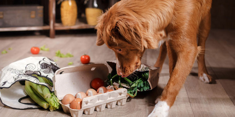 Makanan Alami untuk Mengatasi Jamur pada Anjing