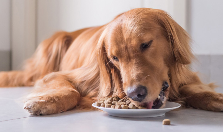 Panduan Lengkap: Makanan Anjing Golden Retriever 2 Bulan untuk Pertumbuhan Optimal
