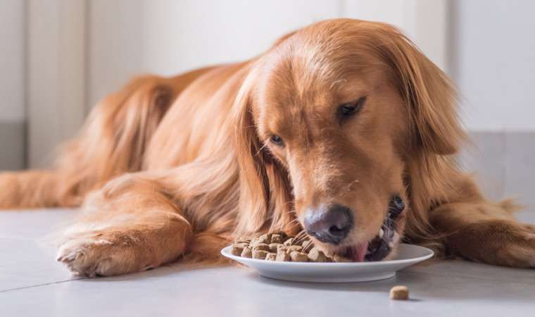 Makanan Anjing Murah Berkualitas: Solusi Nutrisi Terjangkau untuk Anjing Kesayangan
