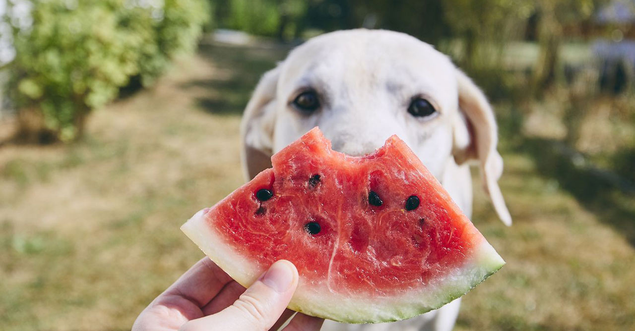 Makanan Alami yang Aman dan Bergizi untuk Anjing Kesayangan Anda
