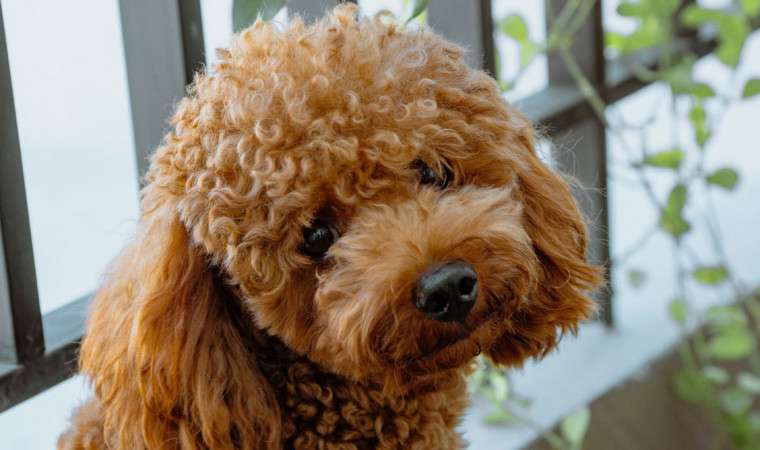 Merawat Anjing Peliharaan Secara Alami: Panduan Lengkap