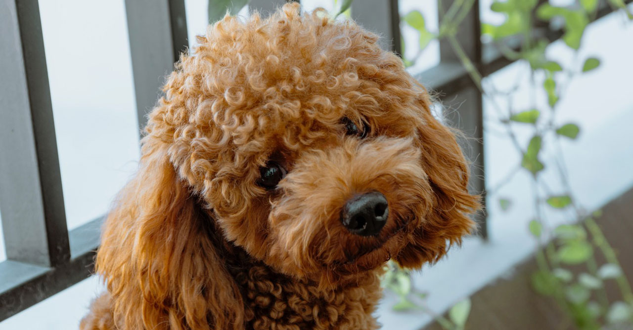 Merawat Anjing Kecil: Mimpi yang Jadi Nyata dengan Cara Alami