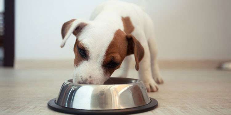 Makanan Anak Anjing Kampung 2 Bulan: Pilihan Alami untuk Pertumbuhan Optimal