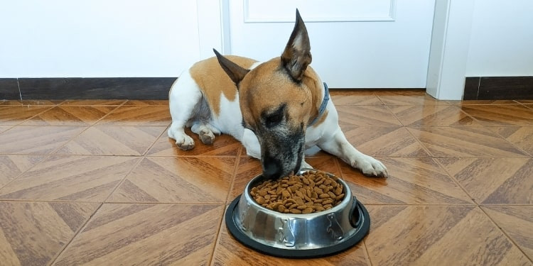 Makanan Anjing Kampung: Meningkatkan Agresivitas Secara Alami