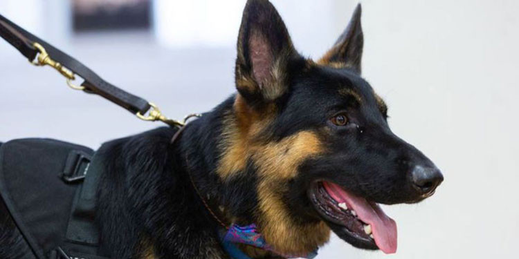Makanan Anjing Pelacak: Nutrisi Optimal untuk Kinerja Tinggi