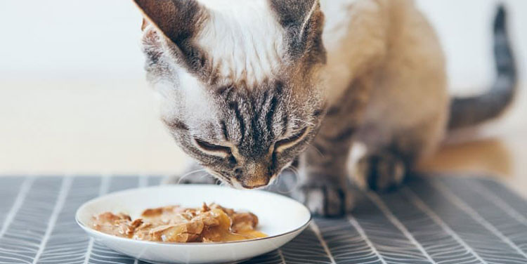 Tips Efektif Menyimpan Makanan Kucing Basah Kaleng agar Tetap Segar